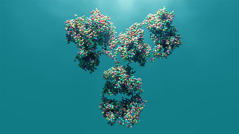 Antibody